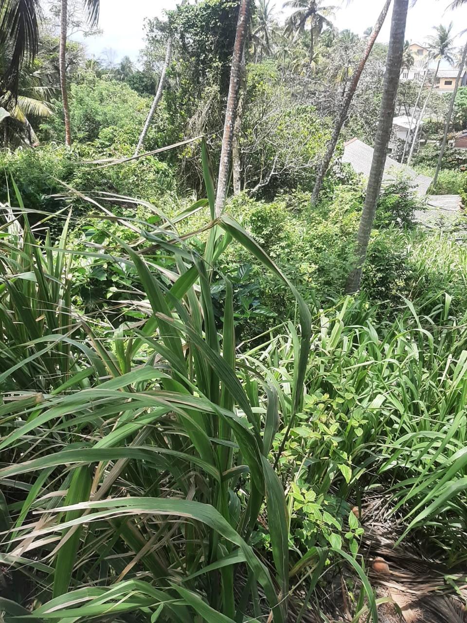 Prime Land in Hiriketiya , Dickwella