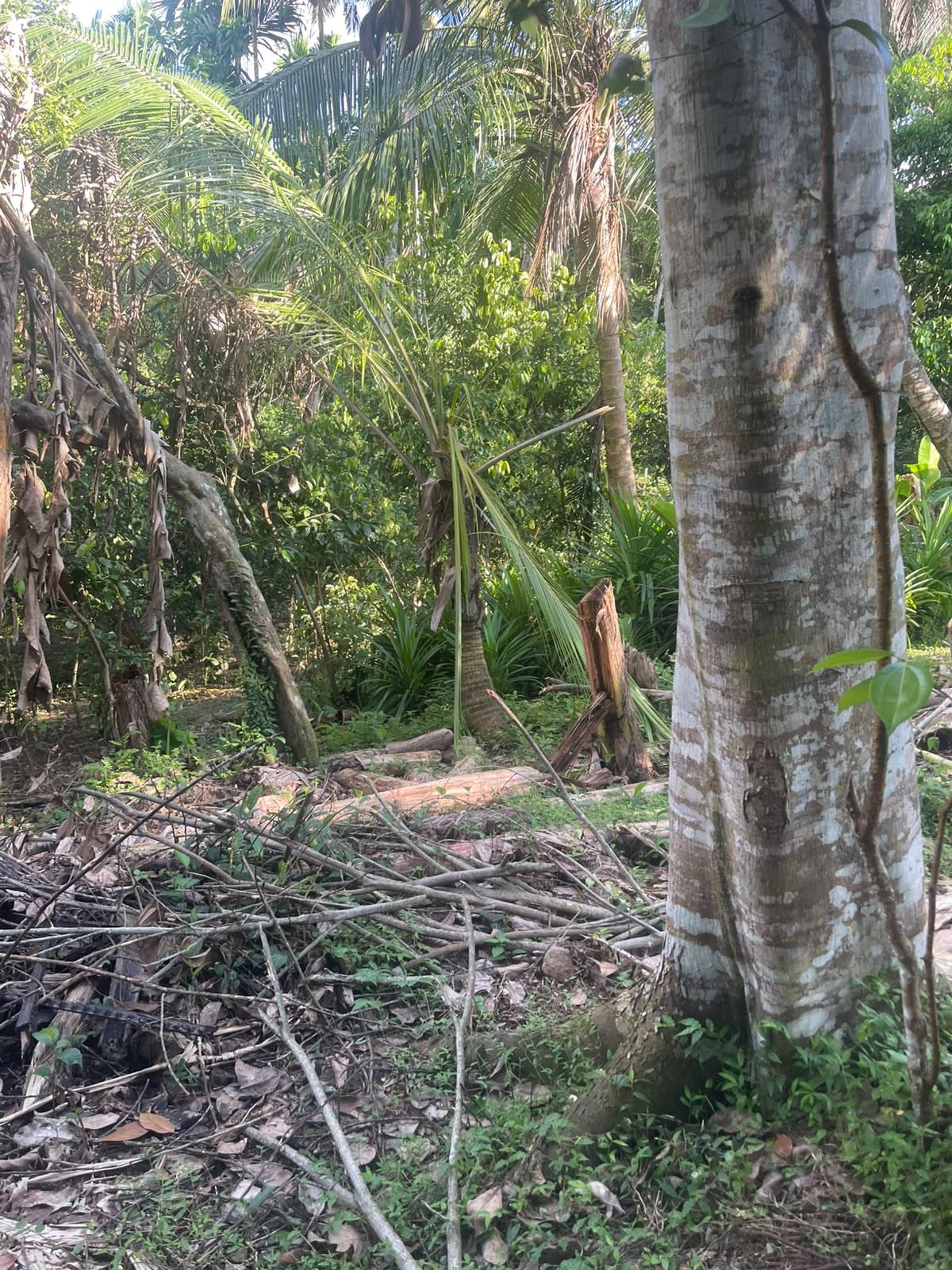 40 Perches Paddy View Land in Welipatha, Galle