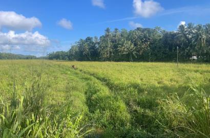 40 Perches Paddy View Land in Welipatha, Galle