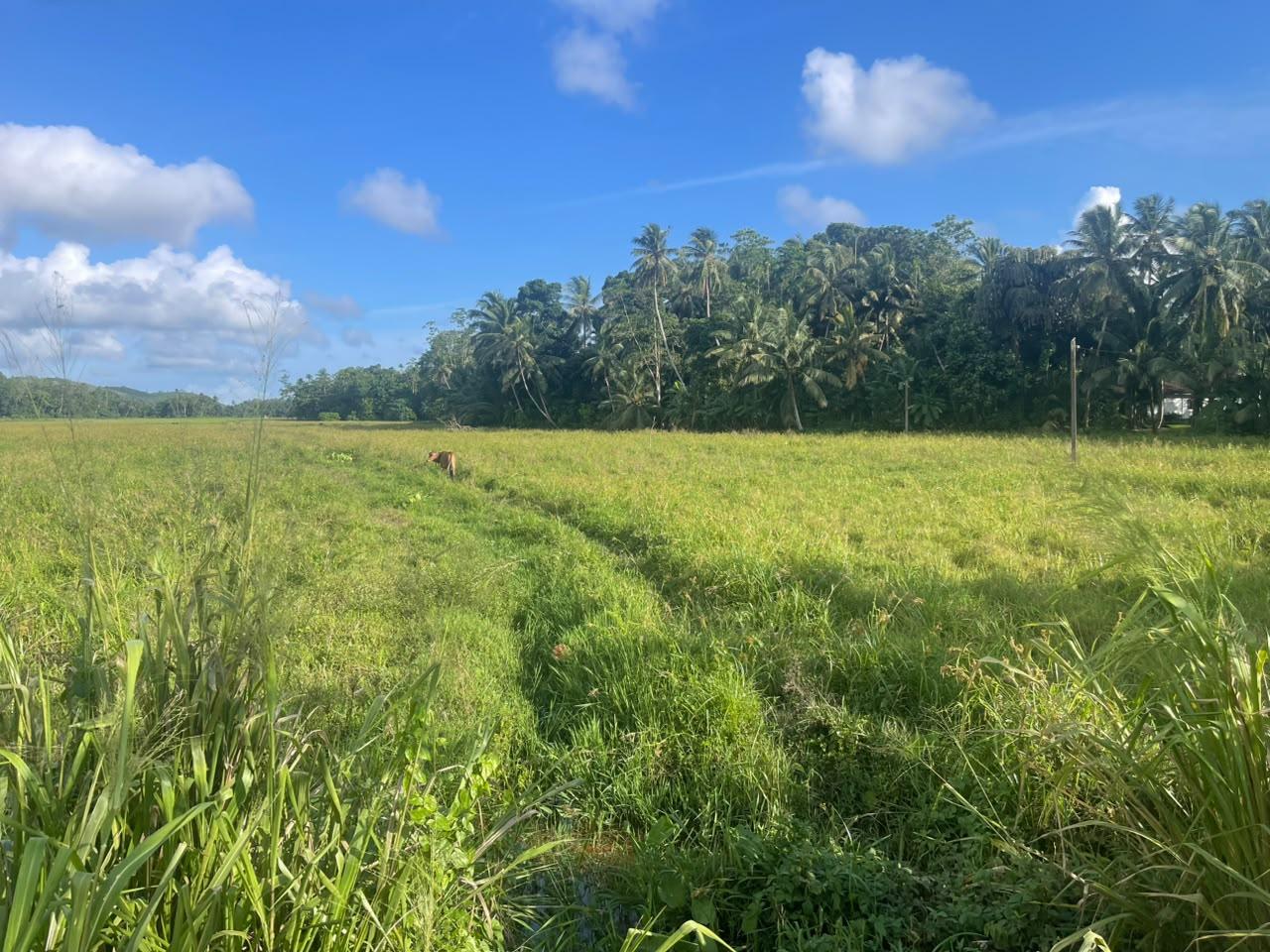 40 Perches Paddy View Land in Welipatha, Galle